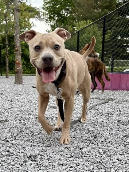 An adult medium-sized female Mixed Breed dog named Chloe for adoption in Cincinnati, OH