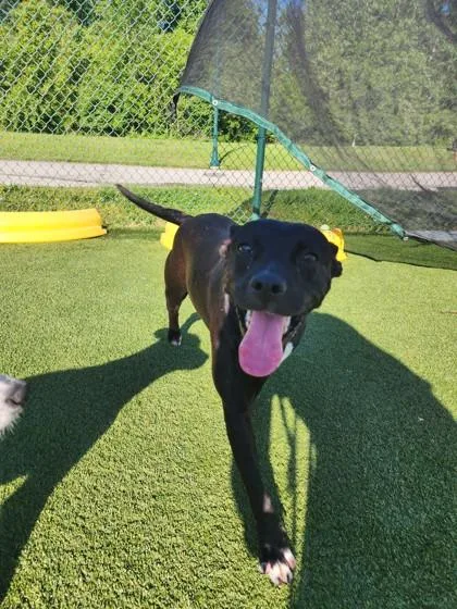 An adult large-sized female Mixed Breed dog named Emelia for adoption in Independence, MO