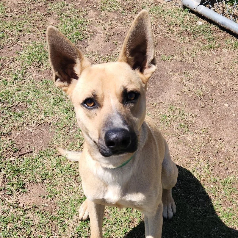 An adult medium-sized male Yellow / Tan / Blond / Fawn Shepherd dog named Bugs for adoption in Norman, OK