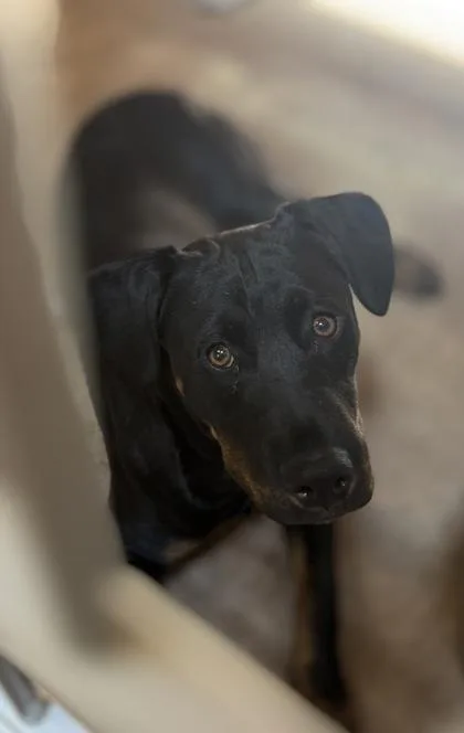 A baby large-sized female Rottweiler dog named Milkyway for adoption in Burlington, WA