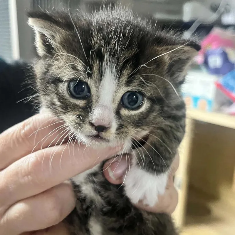 A baby small-sized female Brown / Chocolate Domestic Short Hair cat named Thistle for adoption in Sioux Falls, SD