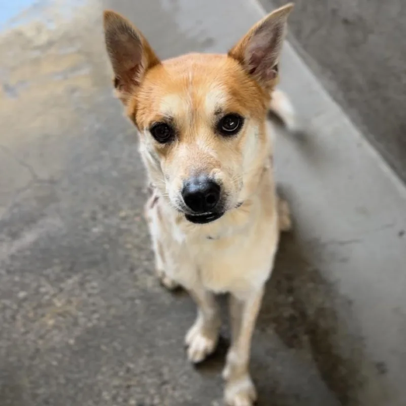 An adult medium-sized male Yellow / Tan / Blond / Fawn German Shepherd Dog dog named Wiley A for adoption in Middletown, NY