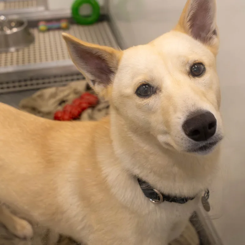 An adult medium-sized female Apricot / Beige Mixed Breed dog named Baylene for adoption in Chicago, IL