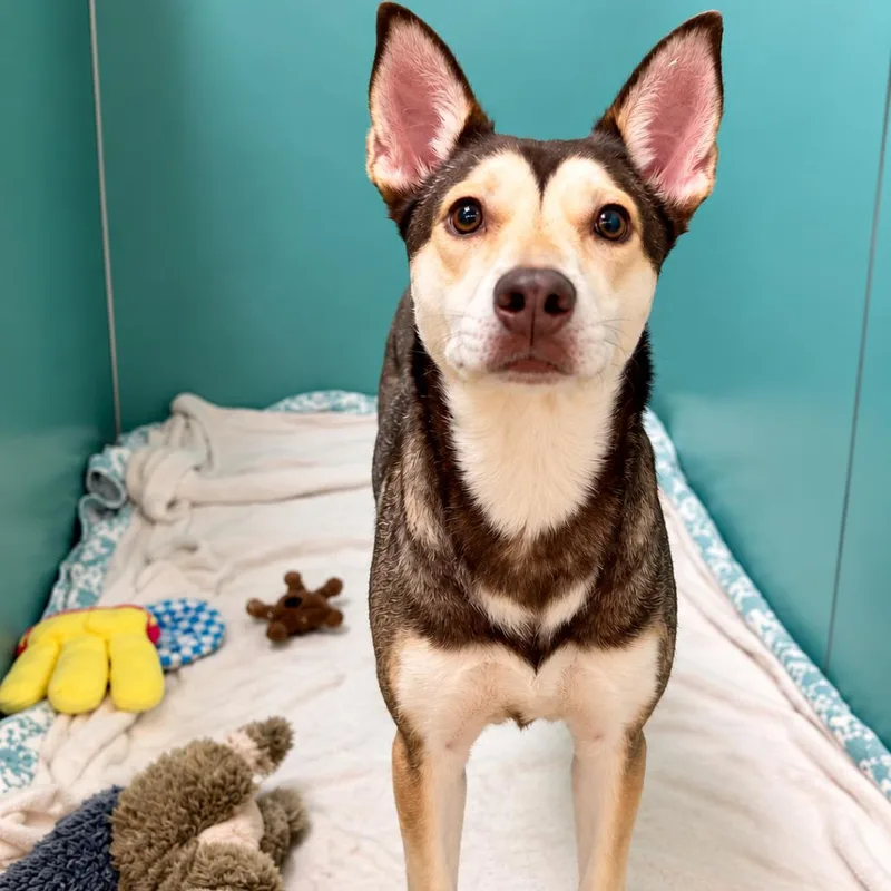An adult medium-sized female Brown / Chocolate Husky dog named Serafina for adoption in Titusville, FL