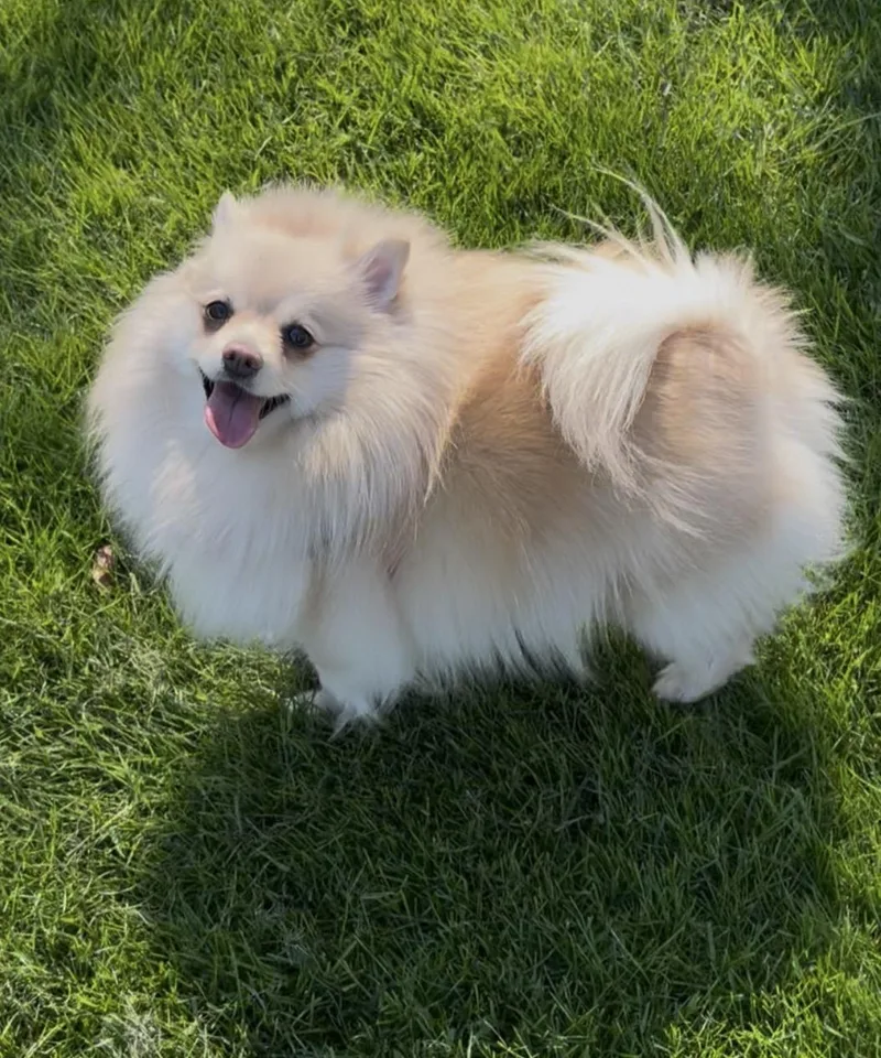 Lady Pomegranate thumbnail 3