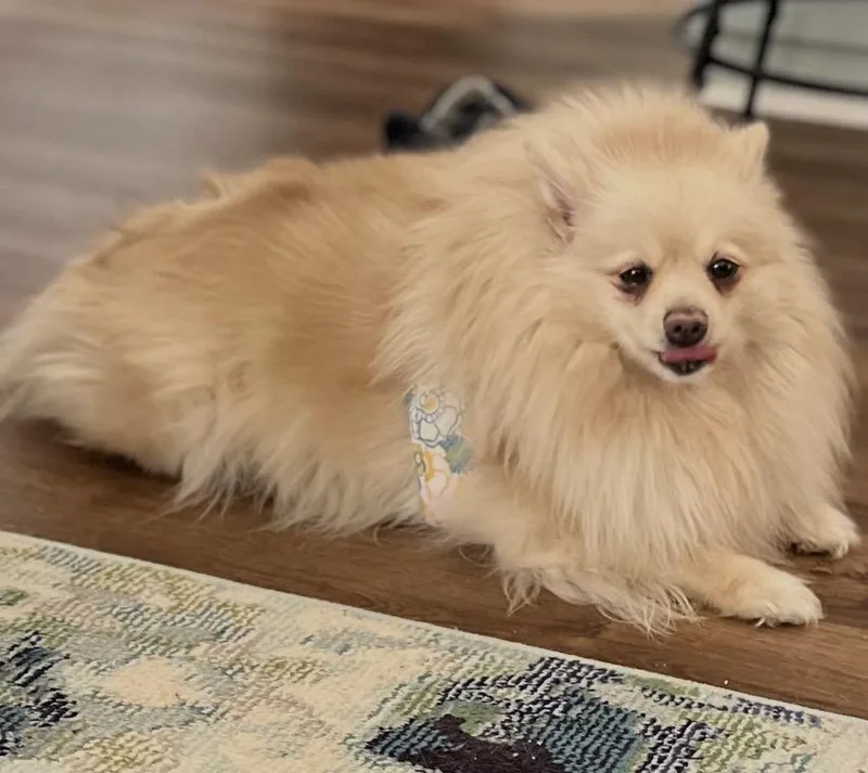 Lady Pomegranate thumbnail 5