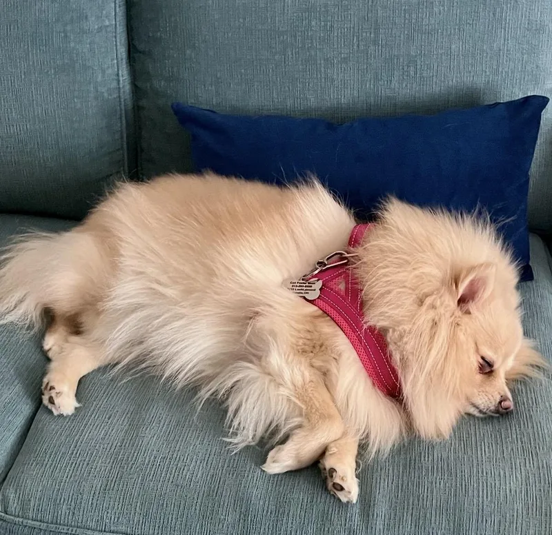 Lady Pomegranate thumbnail 6