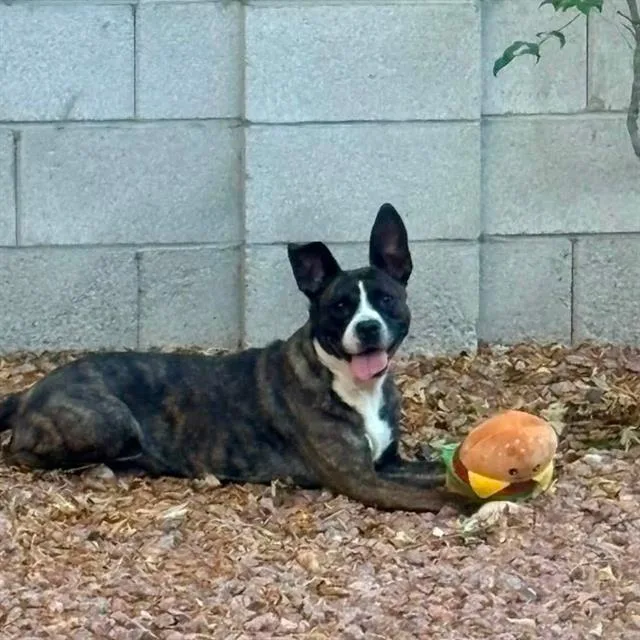 An adult large-sized female Pit Bull Terrier dog named Daisy for adoption in Las Vegas, NV