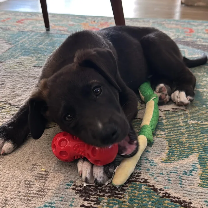 A baby large-sized male Black Great Dane dog named Jalen for adoption in Van Nuys, CA