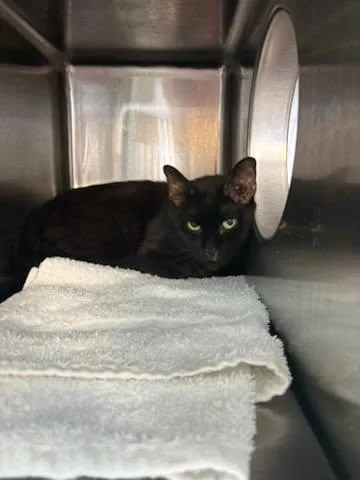An adult medium-sized male Domestic Short Hair cat named Charlie for adoption in Jacksonville, FL