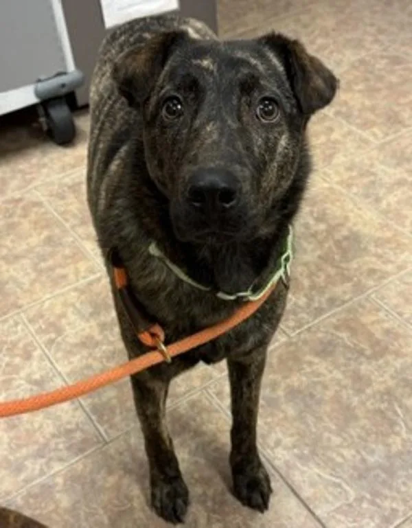 An adult large-sized female Hound dog named Georgie for adoption in Littleton, CO