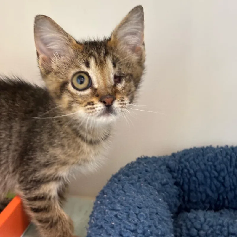 A baby small-sized female Brown / Chocolate Domestic Short Hair cat named Poppie for adoption in League City, TX
