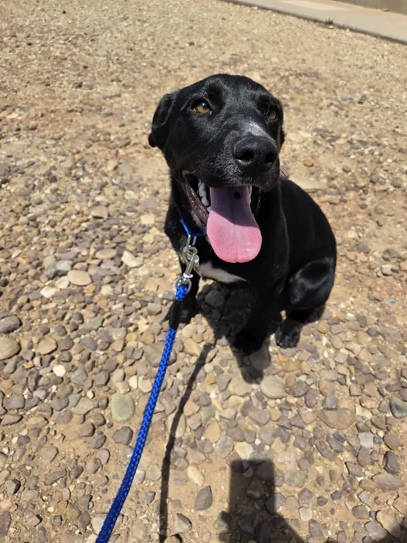 An adult medium-sized male Black Terrier dog named Dennis for adoption in Roosevelt, UT
