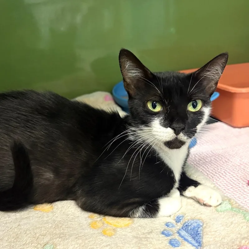 A young medium-sized female Black Domestic Short Hair cat named Mamacita for adoption in Fort Lauderdale, FL