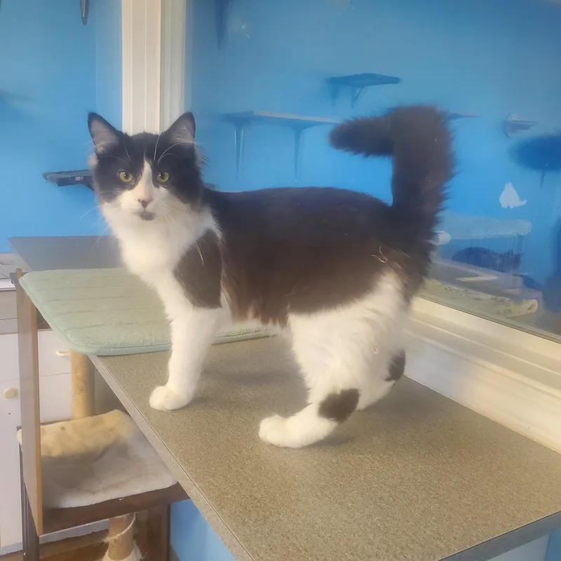 A baby small-sized male Black & White / Tuxedo Domestic Long Hair cat named Anthony for adoption in Polson, MT