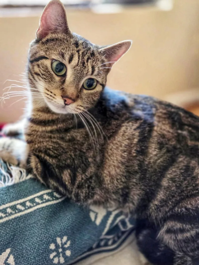 A young medium-sized female Tabby (Brown / Chocolate) Domestic Short Hair cat named Lyric for adoption in Fairfax, VA