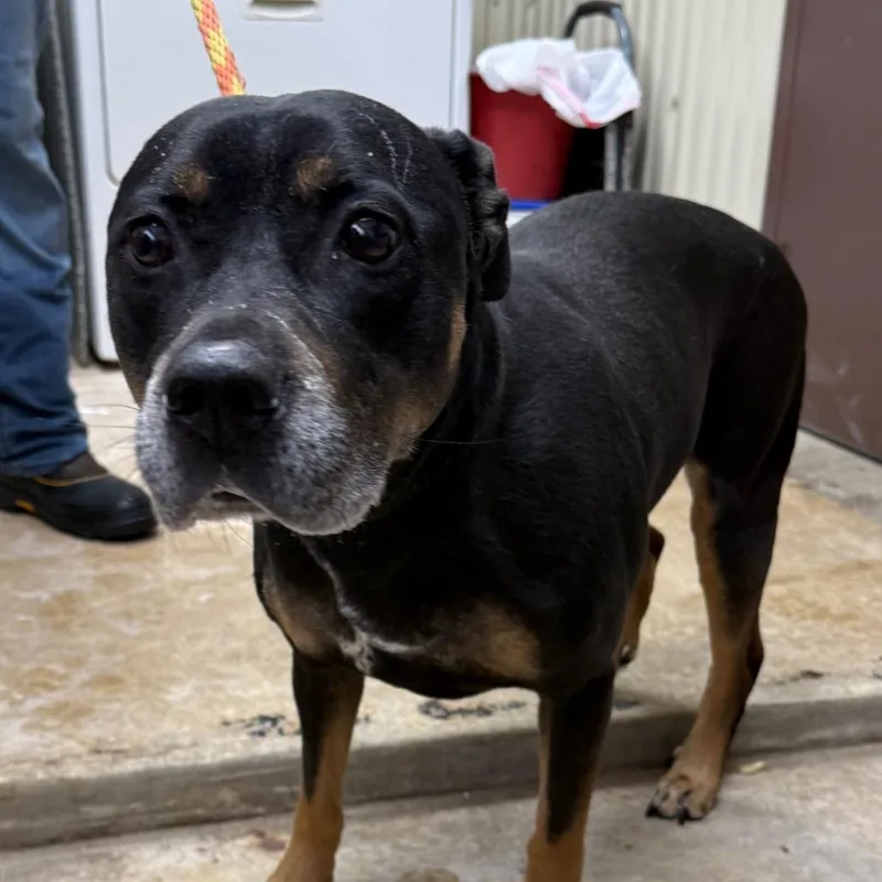 An adult large-sized female Black Shepherd dog named Ellie for adoption in Jacksonville, AR