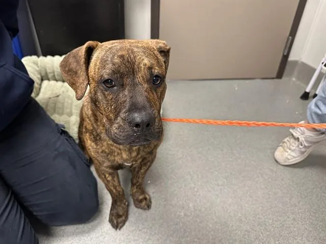A young medium-sized male Pit Bull Terrier dog named Eli for adoption in Ontario, CA