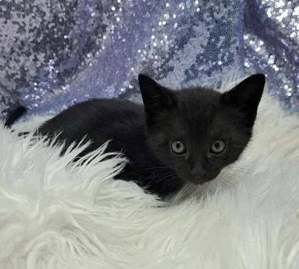 A young medium-sized male Black Domestic Short Hair cat named Kieran for adoption in Clarkesville, GA
