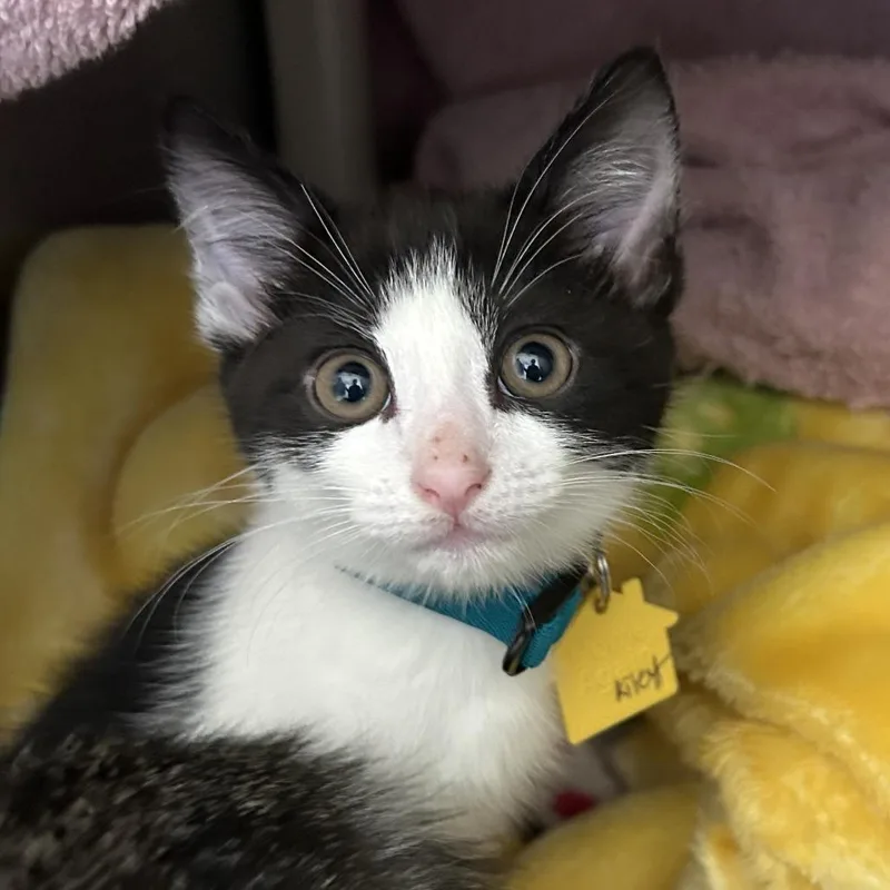 A baby small-sized female Black Domestic Short Hair cat named Kiley for adoption in Springfield, MA