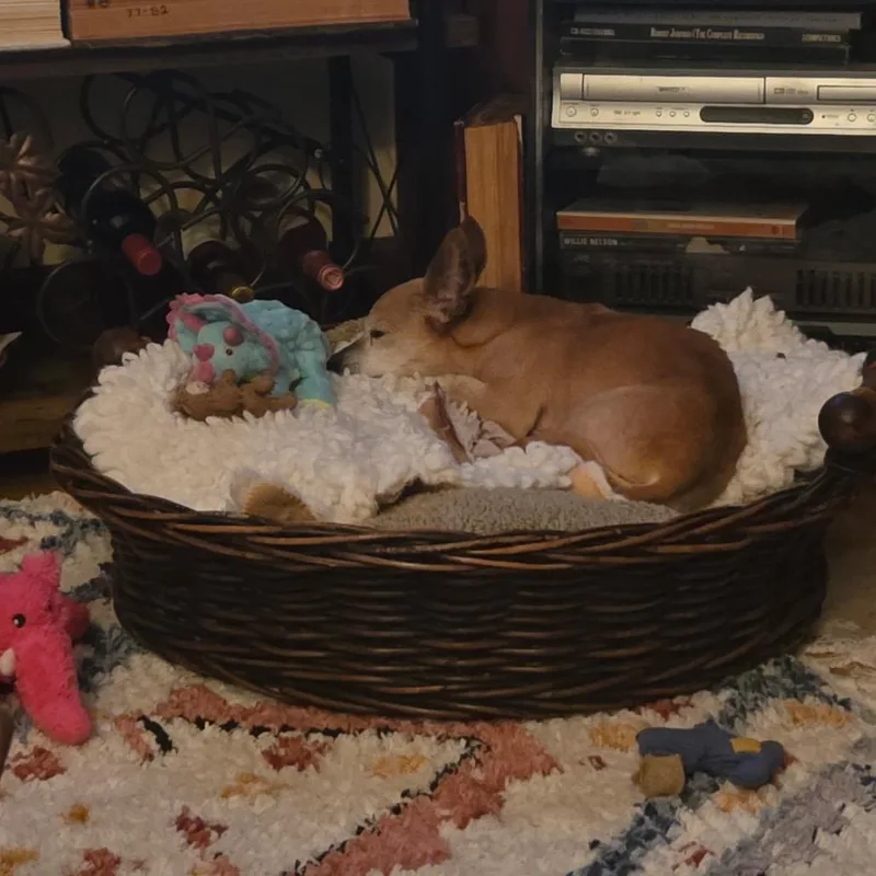 An adult small-sized female Red / Chestnut / Orange Chihuahua dog named Marsy for adoption in San Mateo, CA