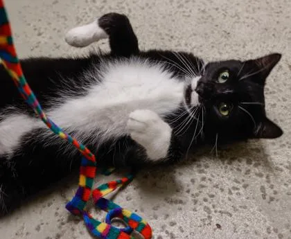 An adult medium-sized male Domestic Short Hair cat named Kat for adoption in Baraboo, WI