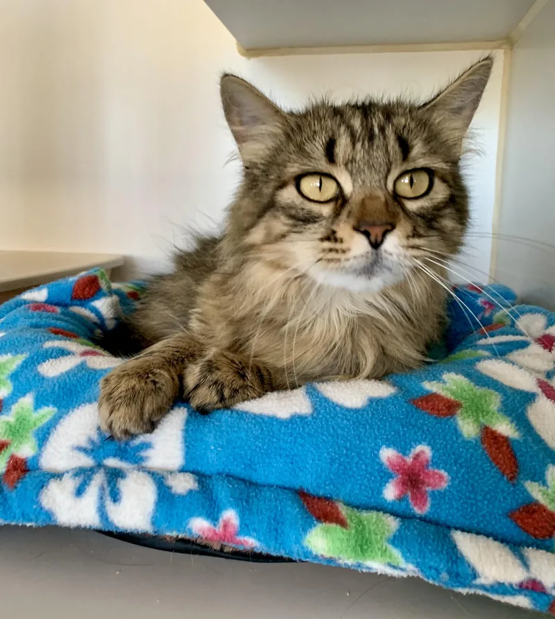 An adult medium-sized female Domestic Long Hair cat named Gumdrop for adoption in Grass Valley, CA