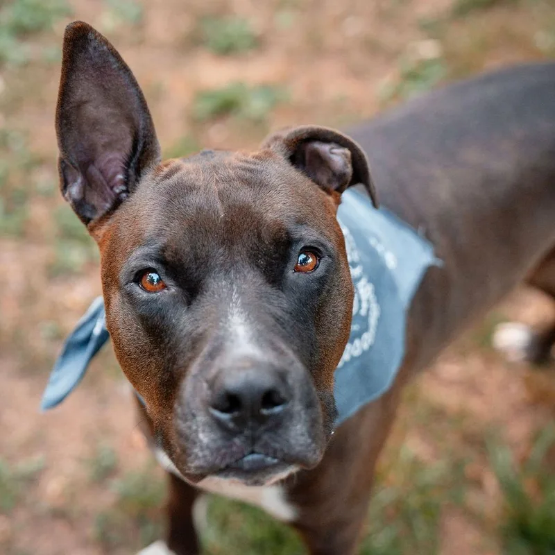 An adult large-sized male Gray / Blue / Silver Pit Bull Terrier dog named Prince for adoption in Charlottesville, VA