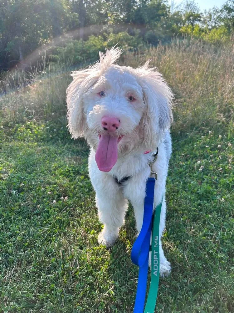 A young medium-sized male Aussiedoodle dog named Milo for adoption in Groveland, MA
