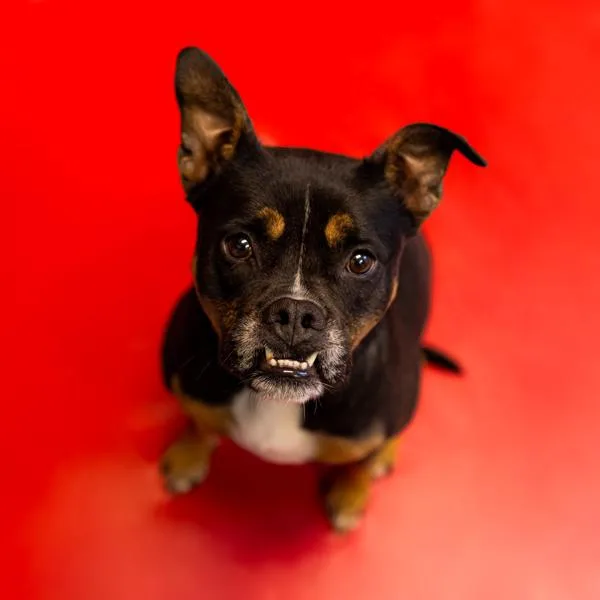 An adult medium-sized female Pit Bull Terrier dog named Pen Kaya for adoption in Lawrenceville, GA