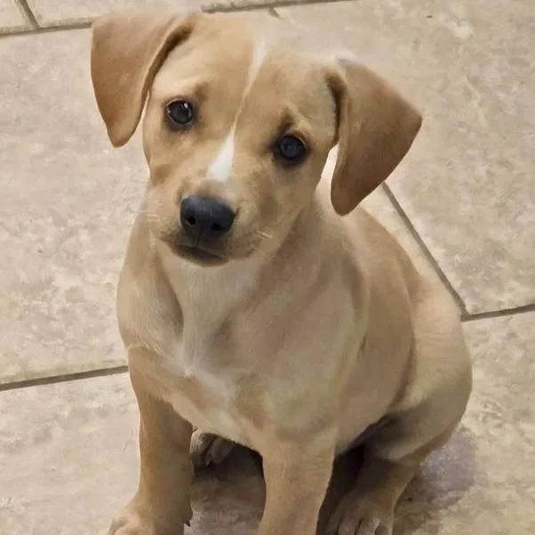 A baby small-sized female Mixed Breed dog named Yaya Yoshi for adoption in Toledo, OH