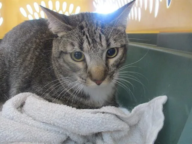 A young small-sized male Domestic Short Hair cat named Fred for adoption in Ocala, FL