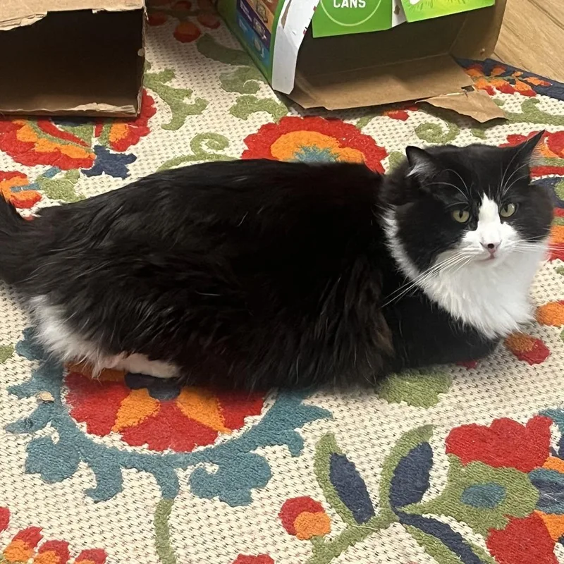 An adult large-sized male Black Domestic Long Hair cat named Zero for adoption in Murray, UT