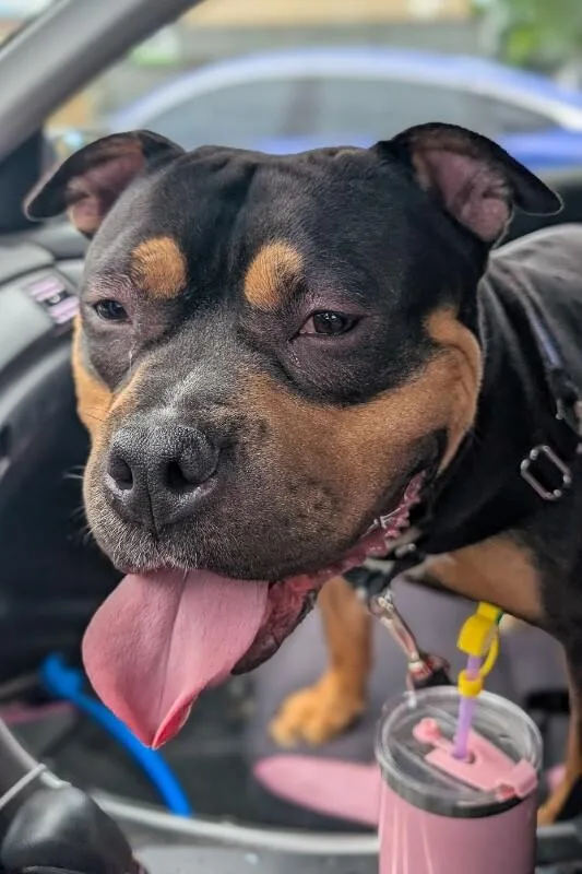 An adult large-sized male Black Mixed Breed dog named Ace for adoption in Cincinnati, OH