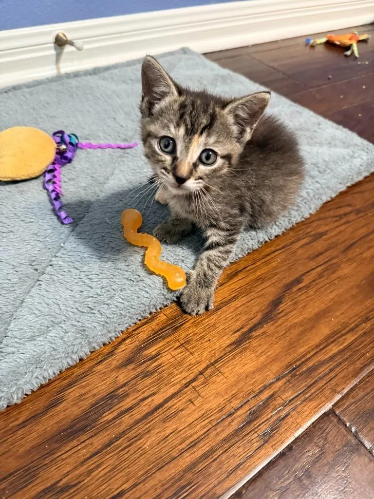 A baby medium-sized female Domestic Short Hair cat named Pixie for adoption in San Antonio, TX