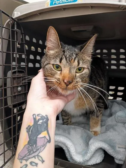 An adult medium-sized female Domestic Short Hair cat named Talulah for adoption in Palm Coast, FL
