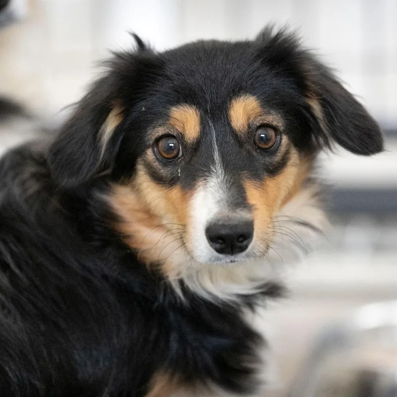 A young small-sized male Black Australian Shepherd dog named Hershey for adoption in Peyton, CO