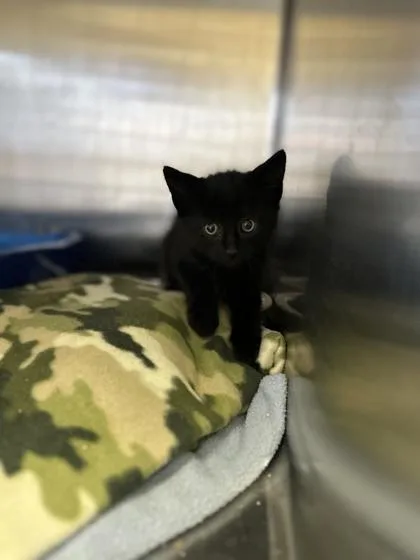 An adult small-sized male Domestic Short Hair cat named Higgins for adoption in St. Anne, IL