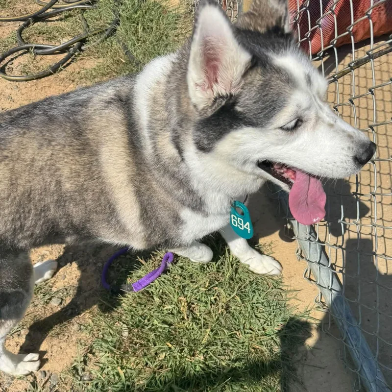 A senior medium-sized male Husky dog named Blue for adoption in Manassas, VA