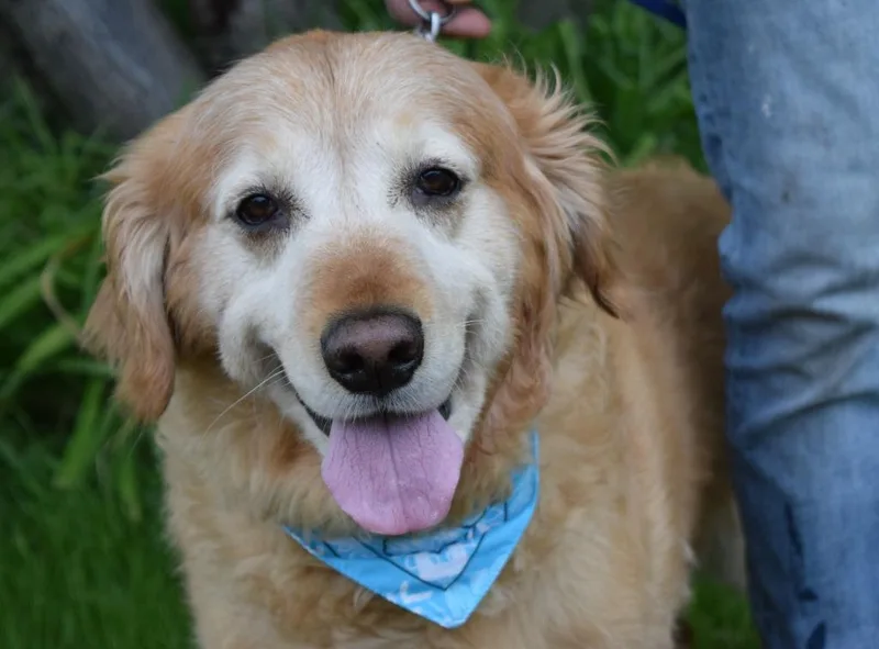 An adult large-sized male Golden Retriever dog named Nico for adoption in Saint James, MN
