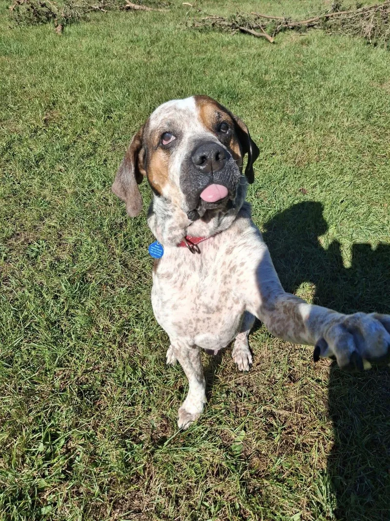 Reggie! Dogcat Friendly! thumbnail 3