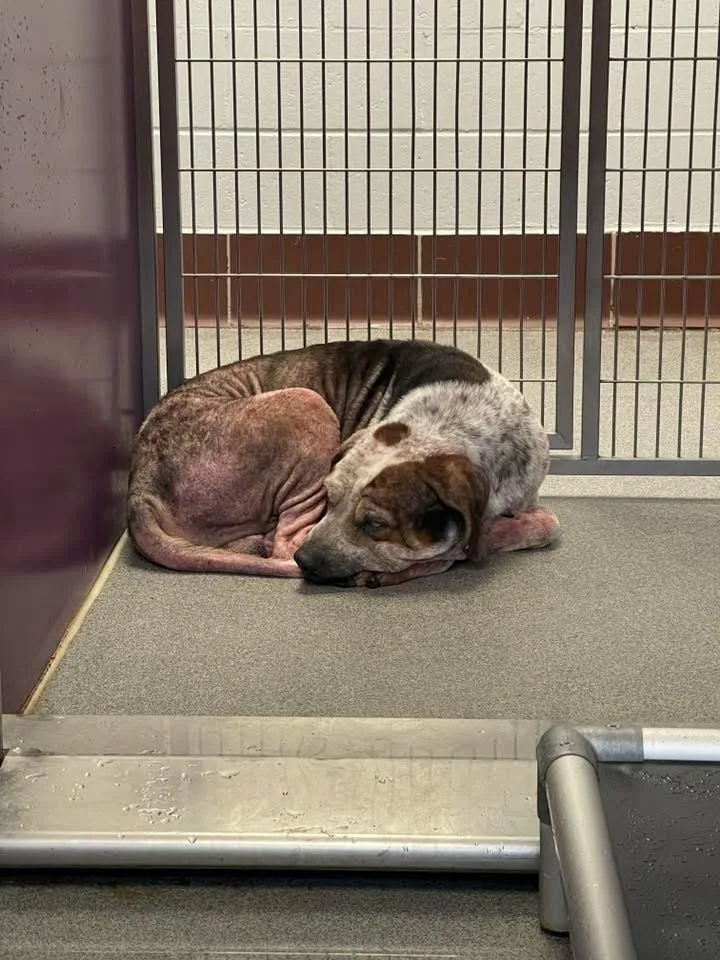 Reggie! Dogcat Friendly! thumbnail 4