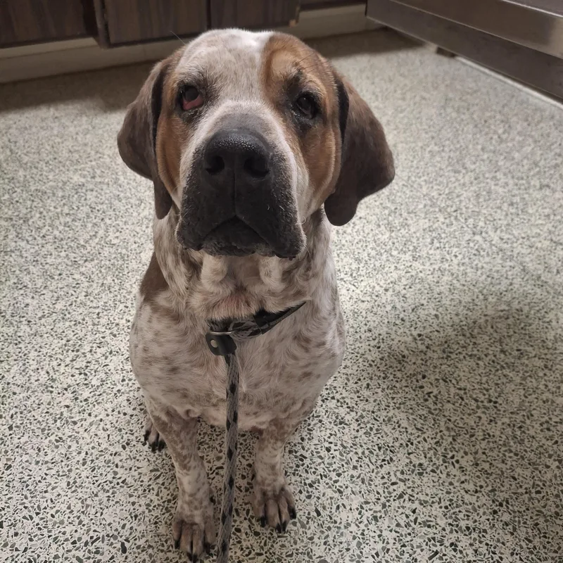 Reggie! Dogcat Friendly!