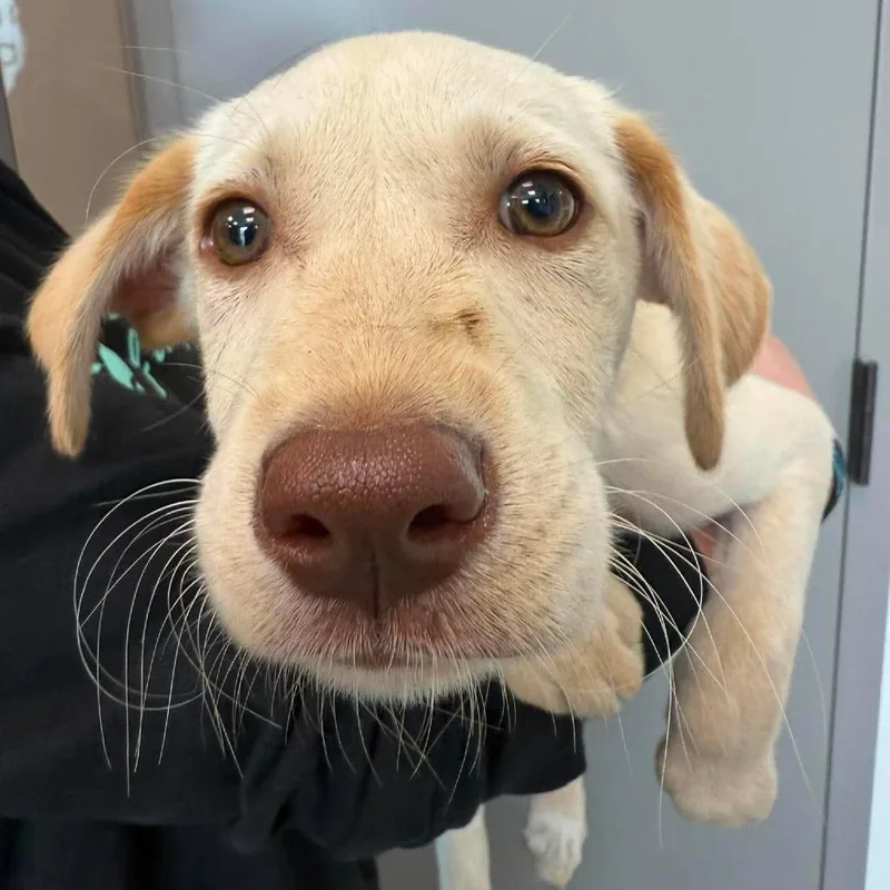 A baby small-sized male Yellow / Tan / Blond / Fawn Mixed Breed dog named Tbone for adoption in Sand Springs, OK