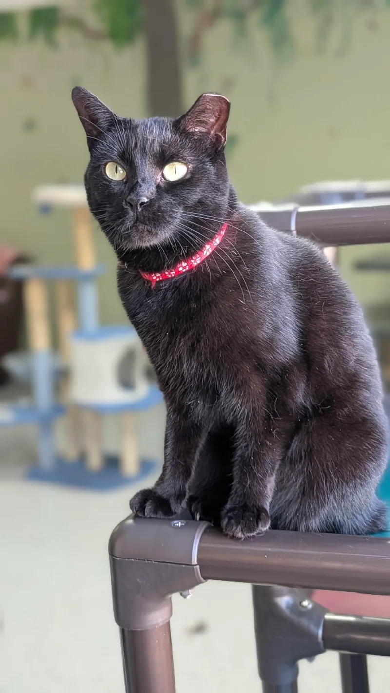 An adult large-sized female Domestic Short Hair cat named Chupie . for adoption in New Baltimore, MI