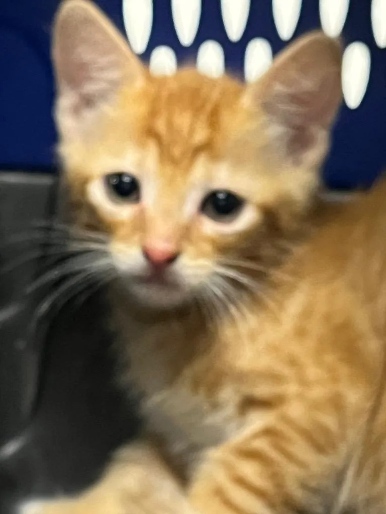A baby medium-sized male Domestic Short Hair cat named Tom for adoption in Benton, AR