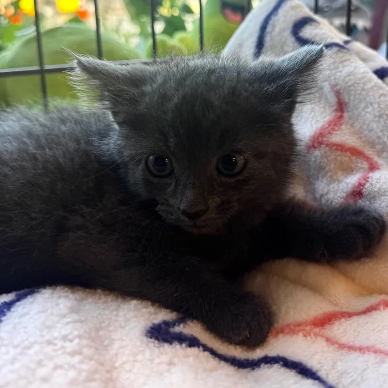 A baby small-sized female Gray / Blue / Silver Domestic Medium Hair cat named Fluffernutter for adoption in Wheeling, IL