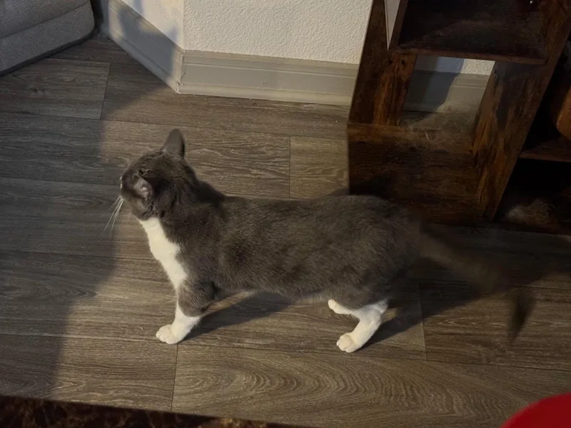 A young medium-sized female Gray & White Russian Blue cat named Stormy for adoption in Parker, TX