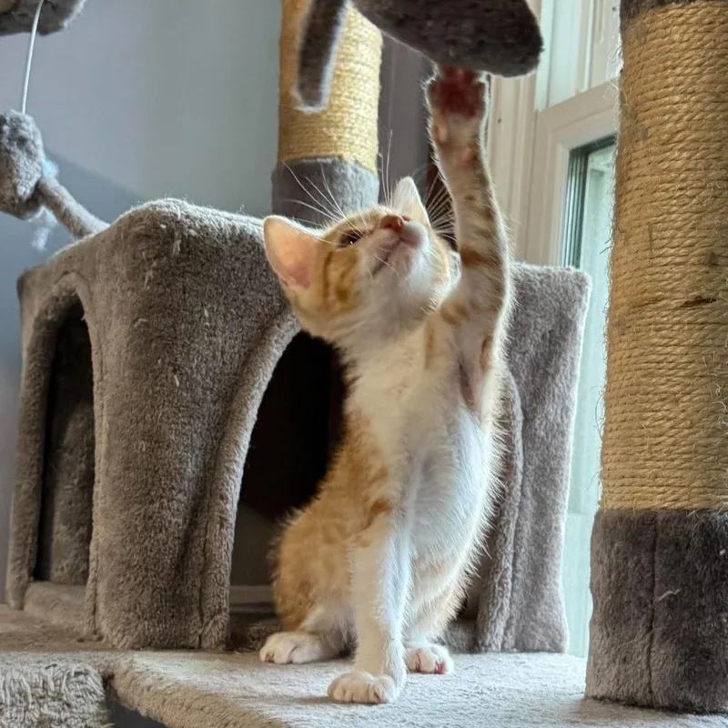 A baby small-sized female Orange / Red Domestic Short Hair cat named Lizzie for adoption in West Olive, MI