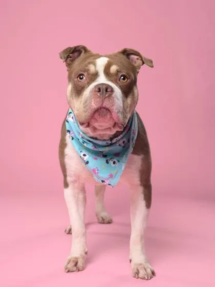 An adult large-sized male Mixed Breed dog named Smoosh for adoption in Atlanta, GA
